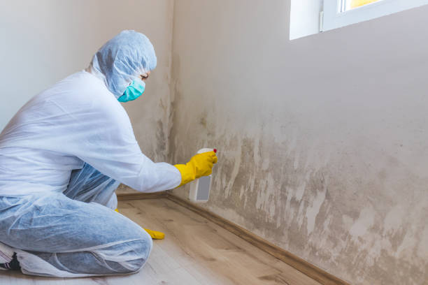 Licensed Black Mold Removal service in West Milford, NJ - WQB Mold Removal