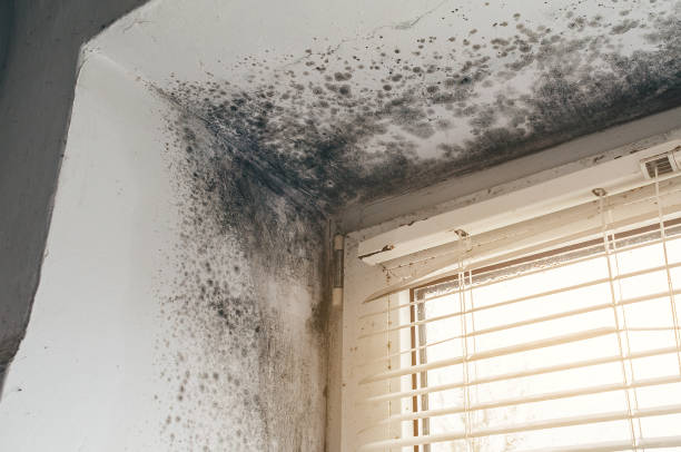 Affordable Black Mold Removal solutions in West Milford, NJ